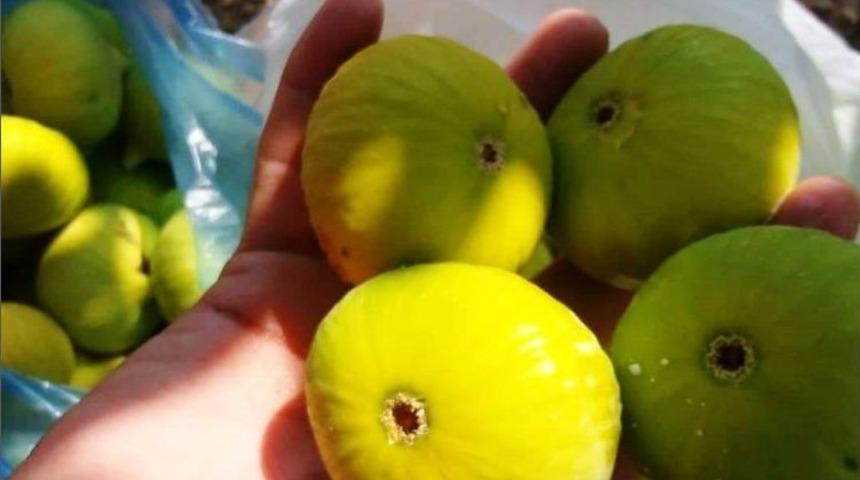 Aydın&rsquo;ın D&uuml;nyaca &Uuml;nl&uuml; Sarılop İnciri Olgunlaştı