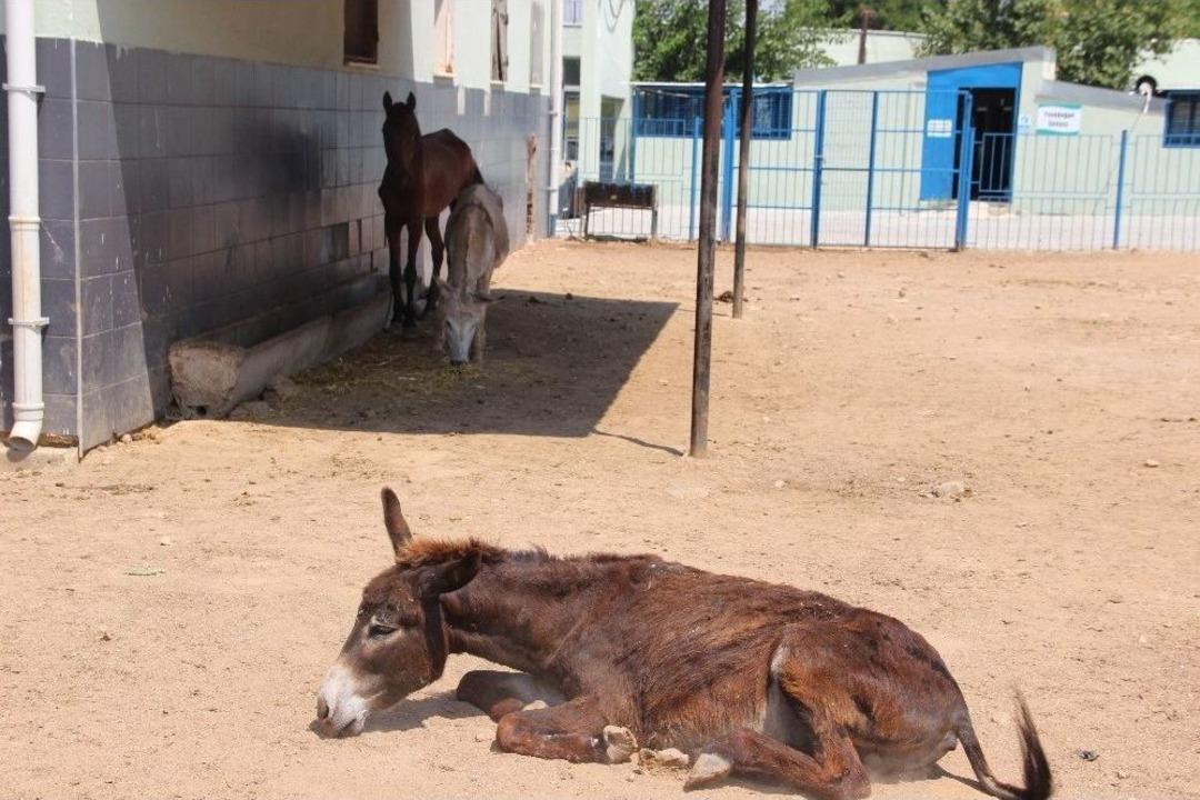 &Ouml;l&uuml;m&uuml;n Eşiğinden Hayata D&ouml;nd&uuml;ler