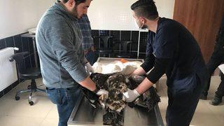 Yaralı Kartal Tedavi İçin Kars’a Gönderildi