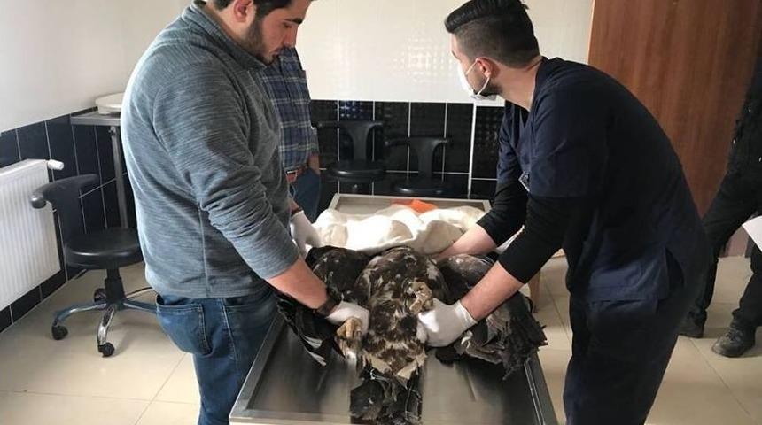 Yaralı Kartal Tedavi İçin Kars’a Gönderildi