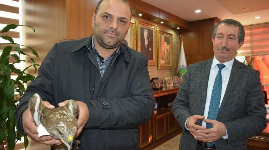 Hatay’da Yaralı Kızıl Şahin, Tedavi Edilip Doğaya Salınacak