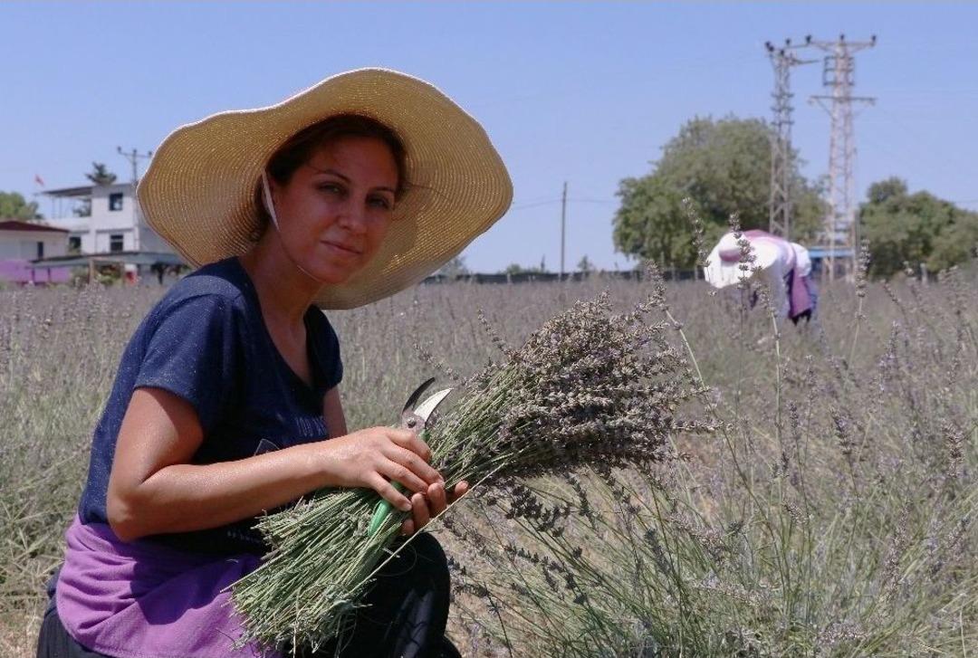 Lavanta İşine Giren Ev Hanımı, G&ouml;z&uuml;n&uuml; Yurt Dışına Dikti