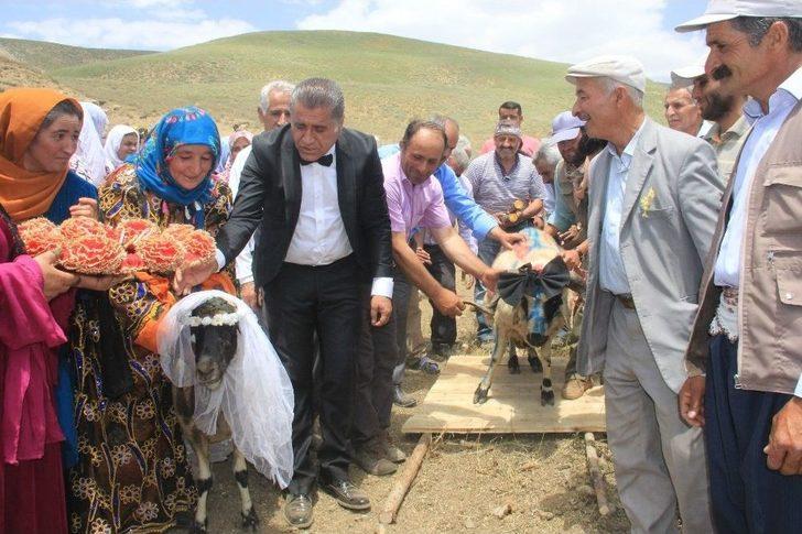 Ak Koyun İle Kara Koça Davul Zurnalı Düğün G4