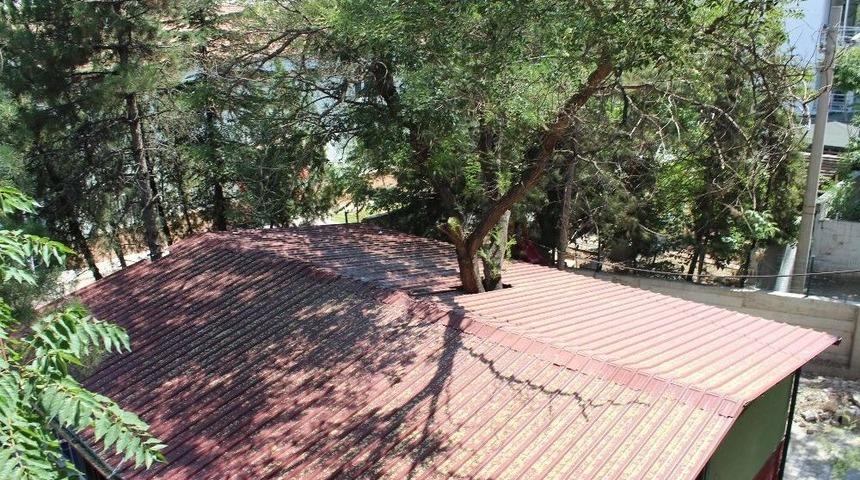 Kantinin İ&ccedil;inden Ağa&ccedil; Ge&ccedil;iyor