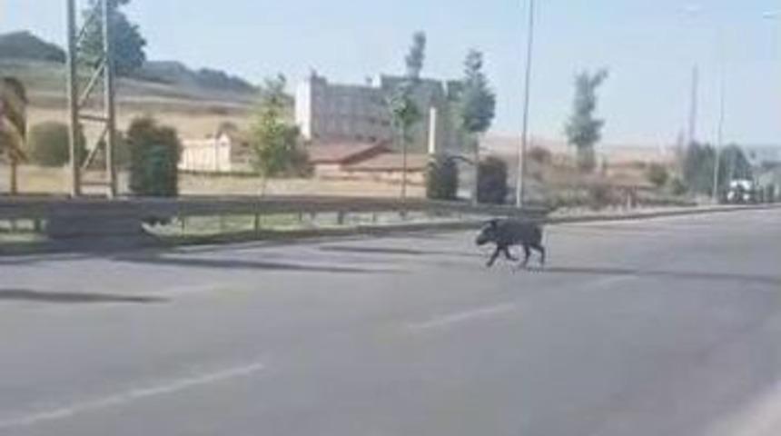 Şehre İnen Domuz, S&uuml;r&uuml;c&uuml;lere Zor Anlar Yaşattı