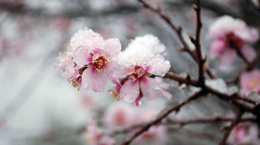 Tokat’ta Çiçek Açan Meyve Ağaçları Kar Altında Kaldı