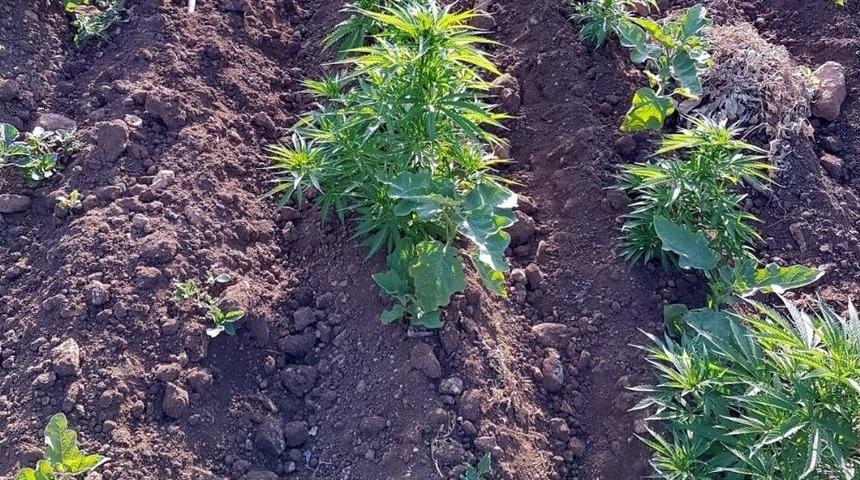 Midyat&rsquo;ta 94 K&ouml;k Kenevir Ele Ge&ccedil;irildi