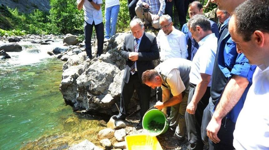 Artvin&rsquo;de 20 Bin Adet Alabalık Yavrusu Dereye Bırakıldı