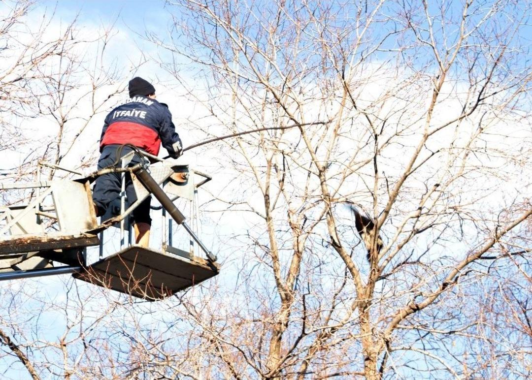 Ağa&ccedil; Dalındaki Kediler İ&ccedil;in Operasyon