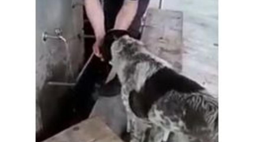 Abdest Alırken Elleriyle K&ouml;peğe Su İ&ccedil;irdi