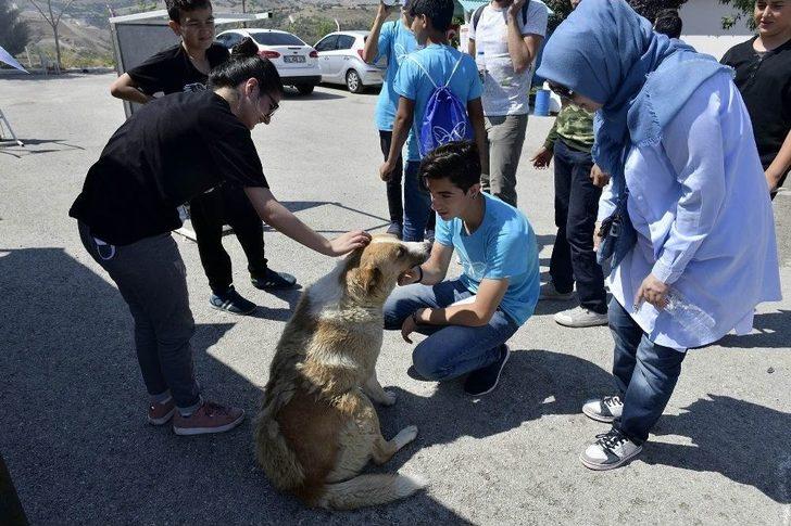 Sokak Hayvanları İçin Tasarladılar G3