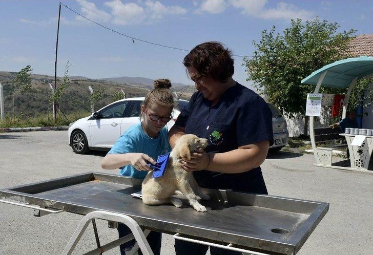 Sokak Hayvanları İçin Tasarladılar G4