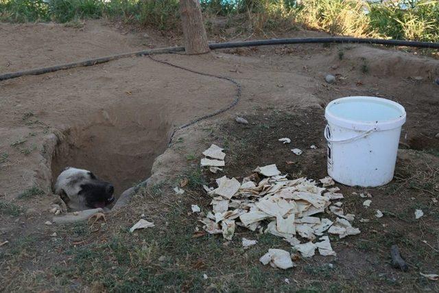 Kangal Köpeği Sıcaktan Korunmak İçin Çukur Kazdı