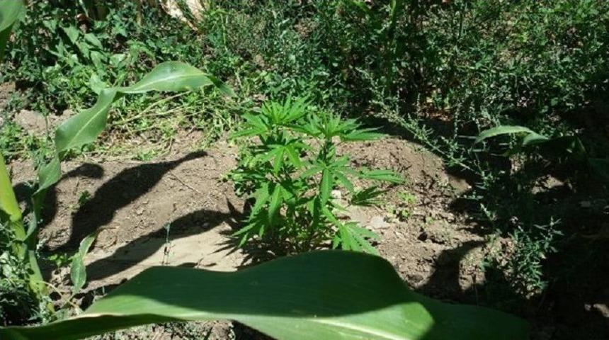 Hazine Arazisine Yasadışı Ekilmiş Kenevir Ele Ge&ccedil;irildi