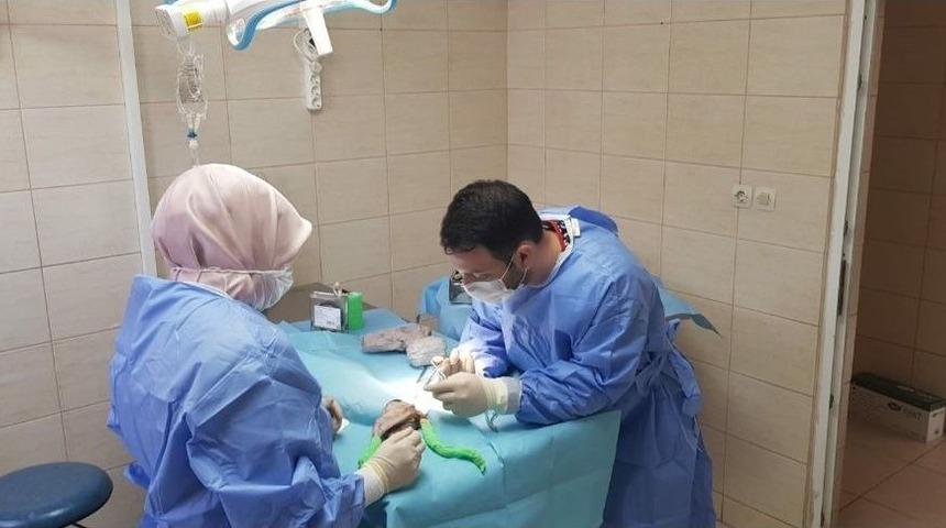 Yalova&rsquo;da 127 Sokak Hayvanı Sahiplendirildi