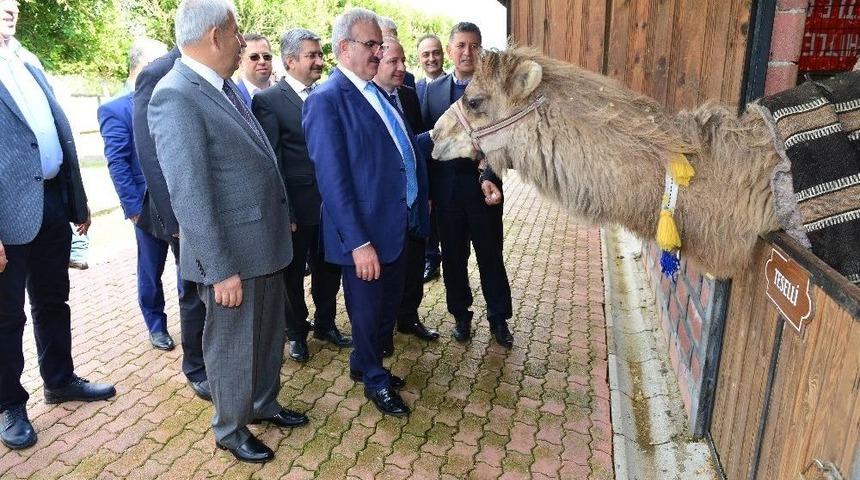 Karaloğlu Devesine &Ouml;zel Havut Yaptırılacak