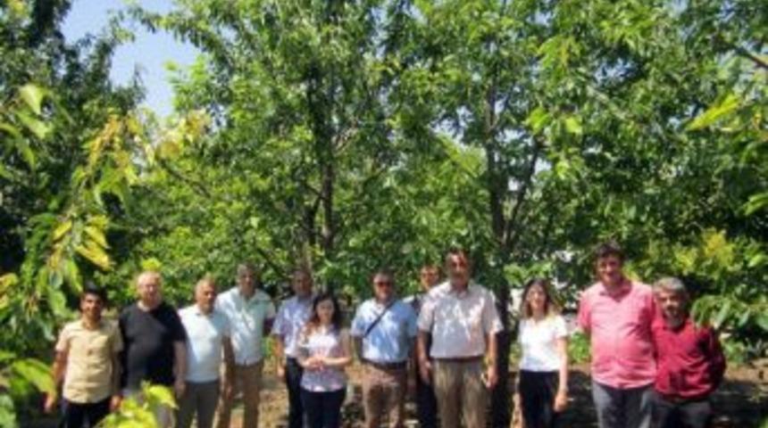 Kiraz &Uuml;reticilerine &rsquo;drosophila Suzukii&rsquo; Uyarısı