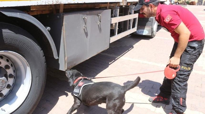 Zeta, Uyuşturucu Tacirlerine Korku Salıyor