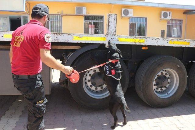 Zeta, Uyuşturucu Tacirlerine Korku Salıyor