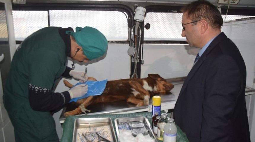 Sokak Hayvanları Rehabilite Ediliyor