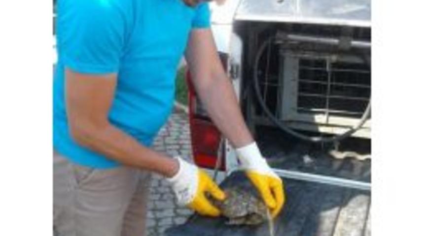 Yaralı Kaplumbağanın İmdadına İzmit Zabıtası Yetişti