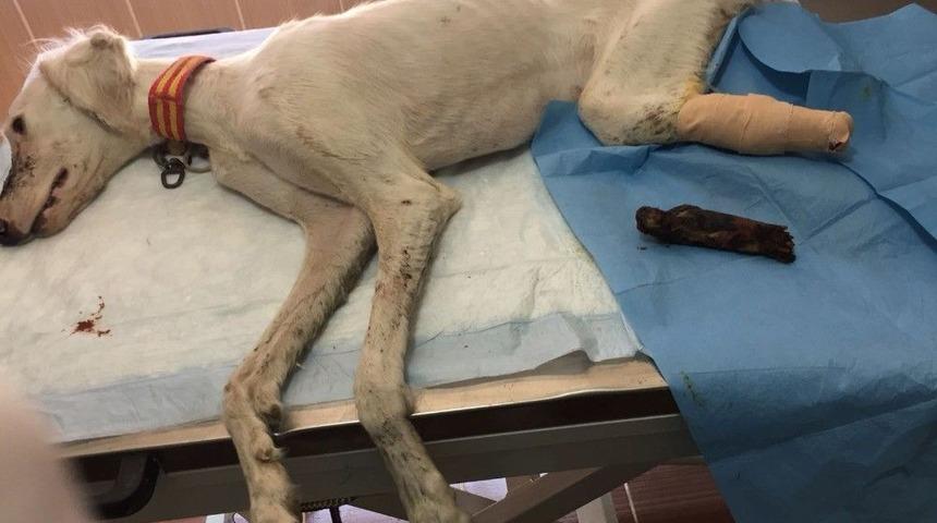 Tazının Kangrenleşen Ayağı Kesildi