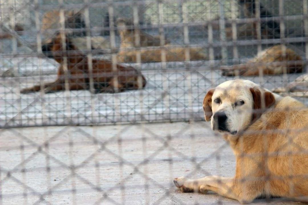 Ge&ccedil;ici Hayvan Bakımevi Hizmete A&ccedil;ıldı