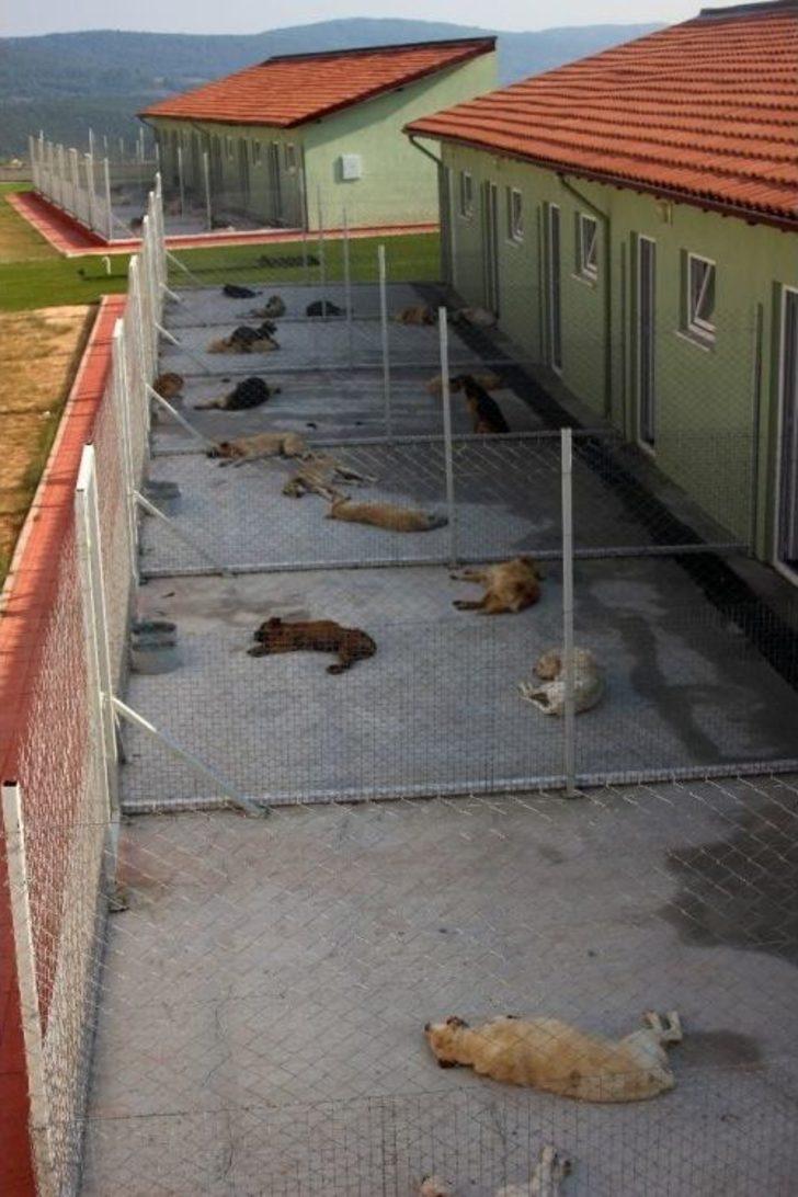 Geçici Hayvan Bakımevi Hizmete Açıldı G3