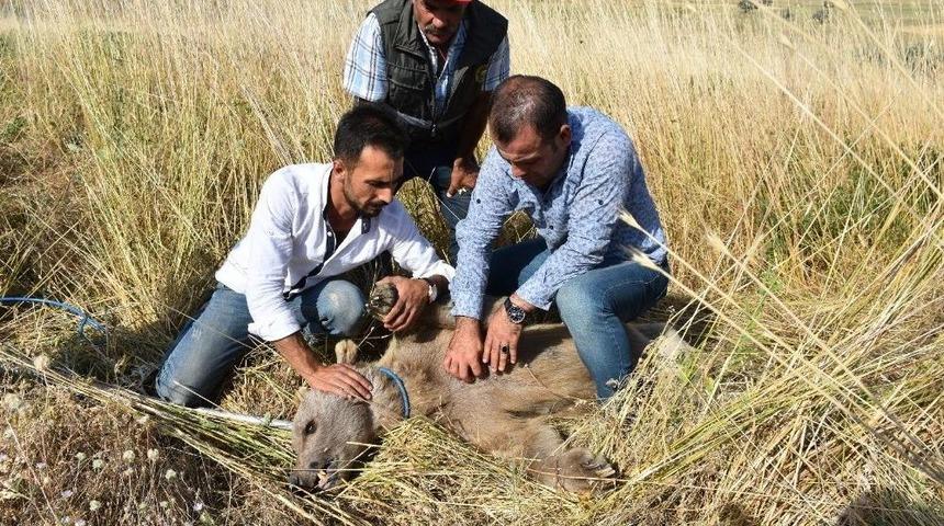 K&ouml;yl&uuml;lerin Bulduğu Bozayı Tedavi Altına Alındı
