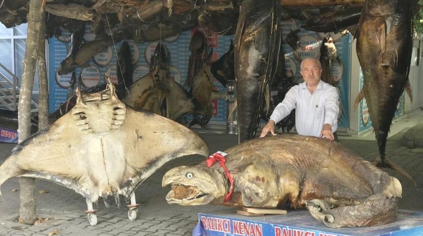 Tavus Kuşu Ve Köpek Balığı Bir Arada