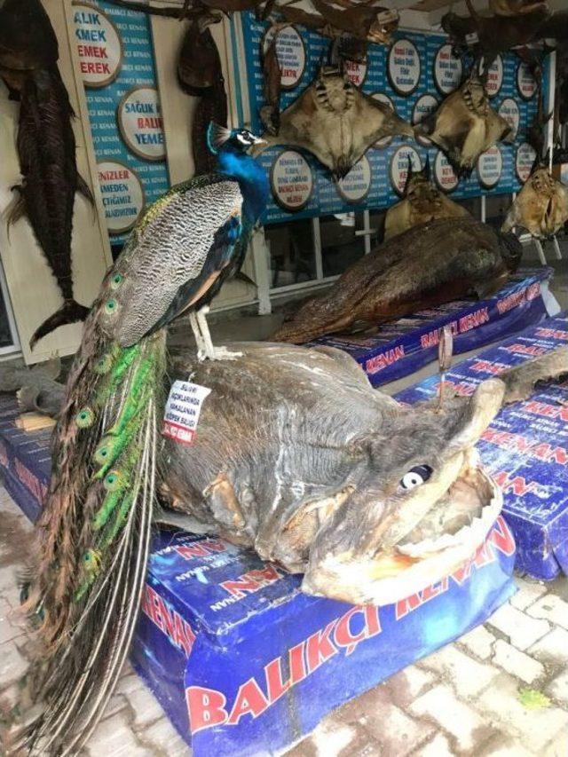 Tavus Kuşu Ve Köpek Balığı Bir Arada 1