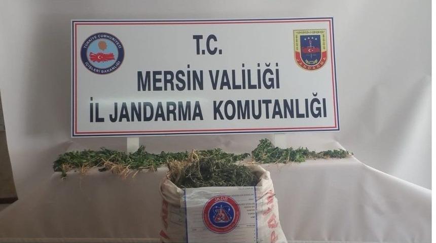 Mersin&rsquo;de 43 Kilo Esrar Ele Ge&ccedil;irildi