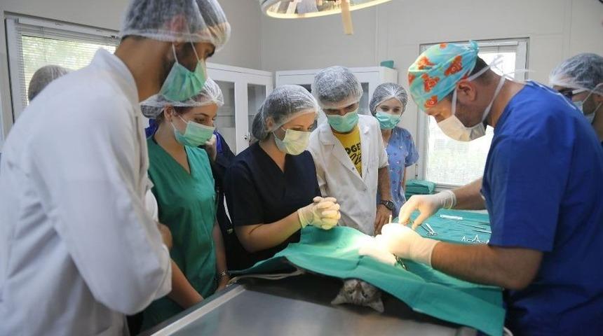 Geleceğin Veterinerleri Staj İ&ccedil;in Osmangazi&rsquo;yi Se&ccedil;ti