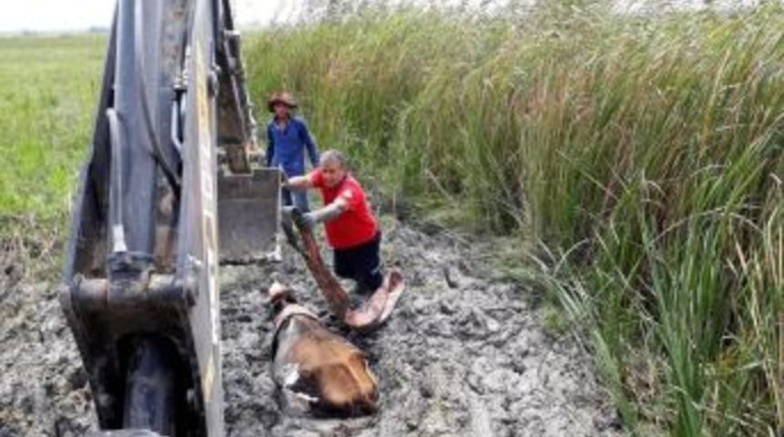 Bataklıkta Mahsur Kalan İnek Kurtarıldı