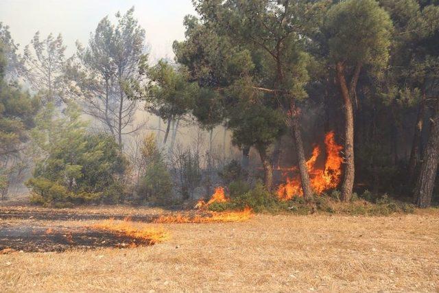 İzmir’deki Orman Yangınını Söndürme Çalışmaları Sürüyor