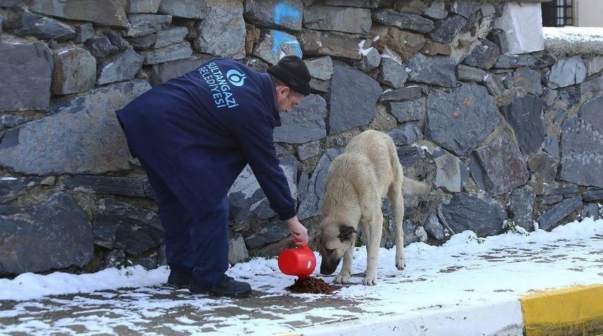 Sokak Hayvanları İ&ccedil;in Yem Bırakıldı