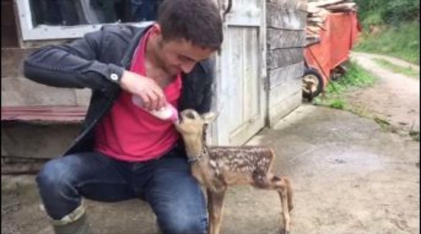 Annesini Kaybeden Yavru Karacaya K&ouml;yl&uuml;ler Sahip &Ccedil;ıktı