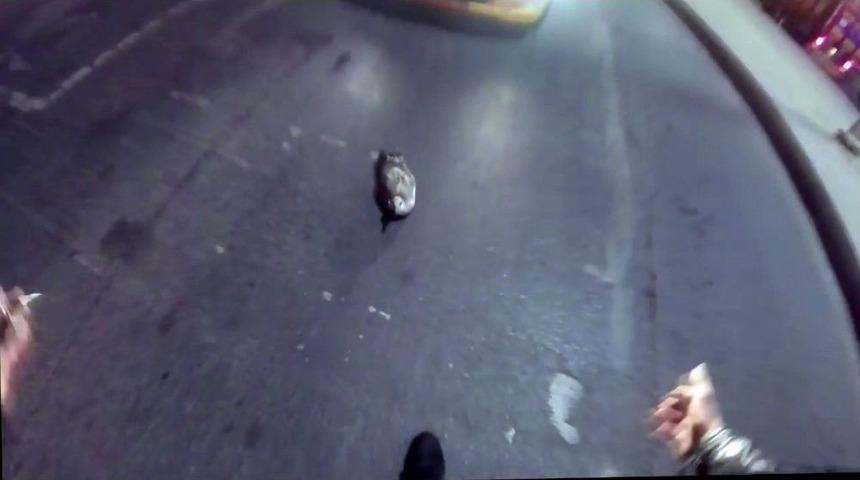 (&ouml;zel) Motosikletli Gen&ccedil; Trafiği Durdurup Yaralı Martıyı Ceketiyle Aldı