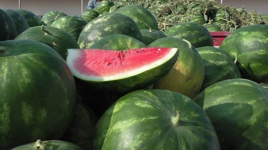 Karpuz Bu Yıl &Uuml;reticisini G&uuml;ld&uuml;rd&uuml;