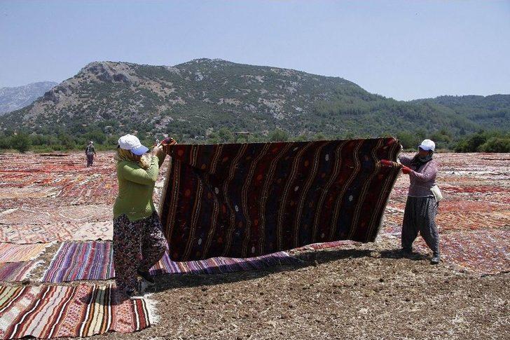 Buğday Tarlası, Halı Tarlasına Dönüştü G4
