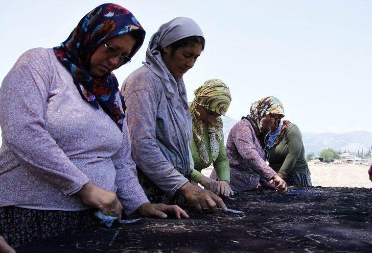 Buğday Tarlası, Halı Tarlasına Dönüştü G5