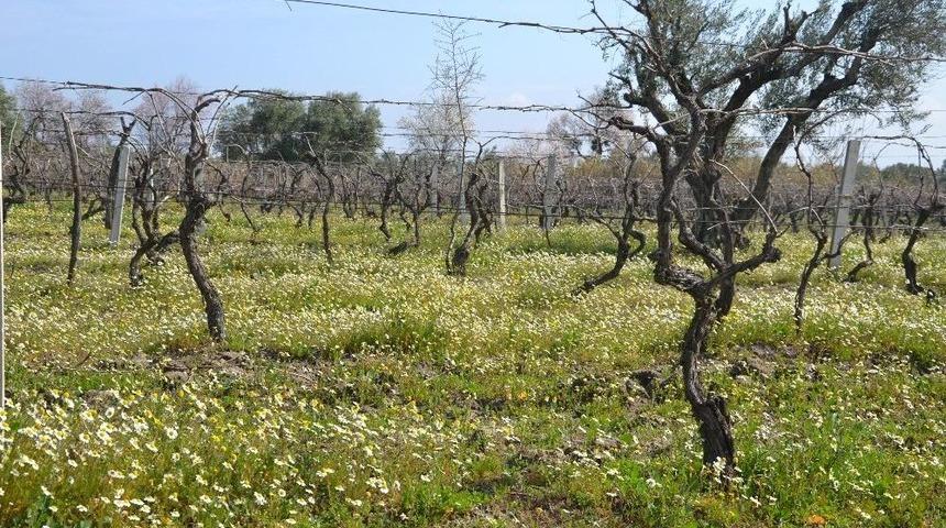&Uuml;retici Bağların Erken Uyanmasından Korkuyor