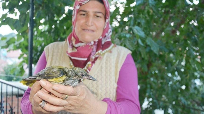 Halsizlikten Balkona Düşen Sarı Asma Kuşuna Sahip Çıktılar