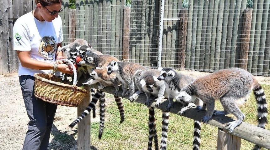 Yaramaz Lemurlar Doğal Besleniyor
