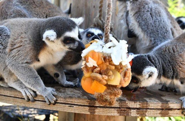 Yaramaz Lemurlar Doğal Besleniyor