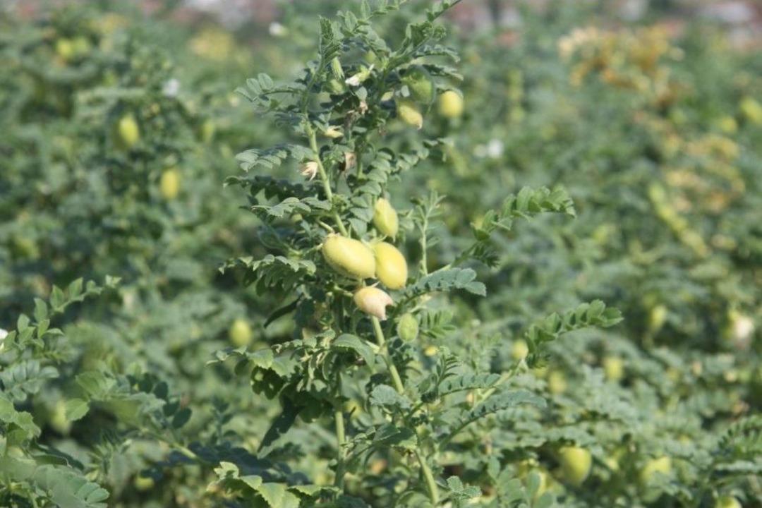 (&ouml;zel) İlk Kez Ekildi, Asker, &Ouml;ğrenci Ve Mahkumları Doyuracak