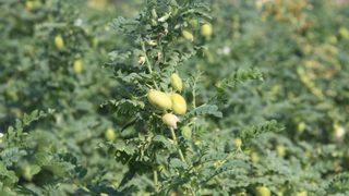 (özel) İlk Kez Ekildi, Asker, Öğrenci Ve Mahkumları Doyuracak