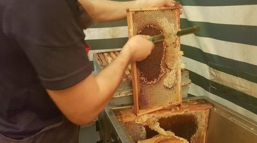 Ak&ccedil;akoca&rsquo;da Kestane Balında Hasat Zamanı