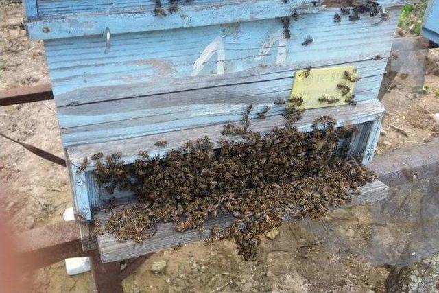 Akçakoca’da Kestane Balında Hasat Zamanı