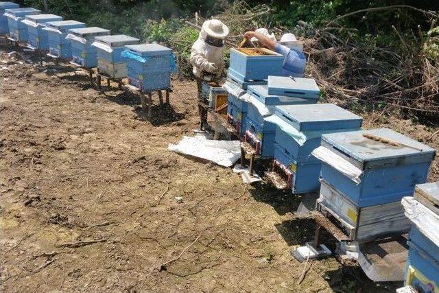 Akçakoca’da Kestane Balında Hasat Zamanı